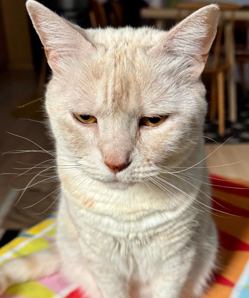 sleepy-looking cream tabby cat sits in tripod formation. her white-colored whiskers are pointing every which way.