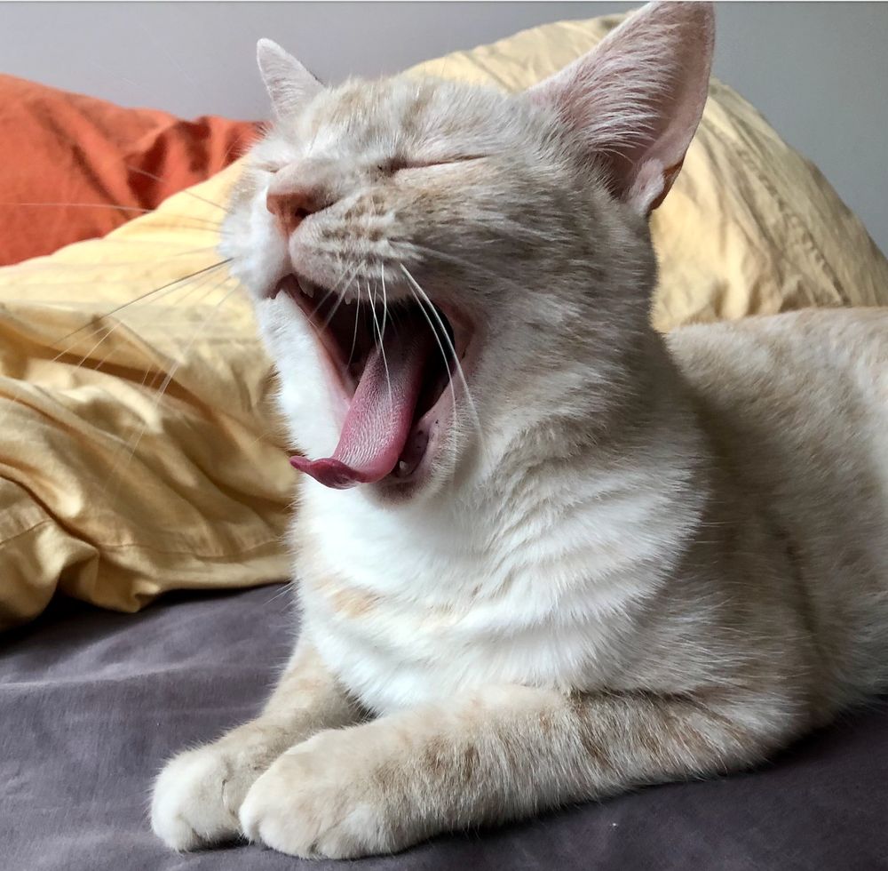 photo of a cream tabby yawning widely (tongue alllll the way out and curled), lies on a grey sheet with two orange pillows behind her