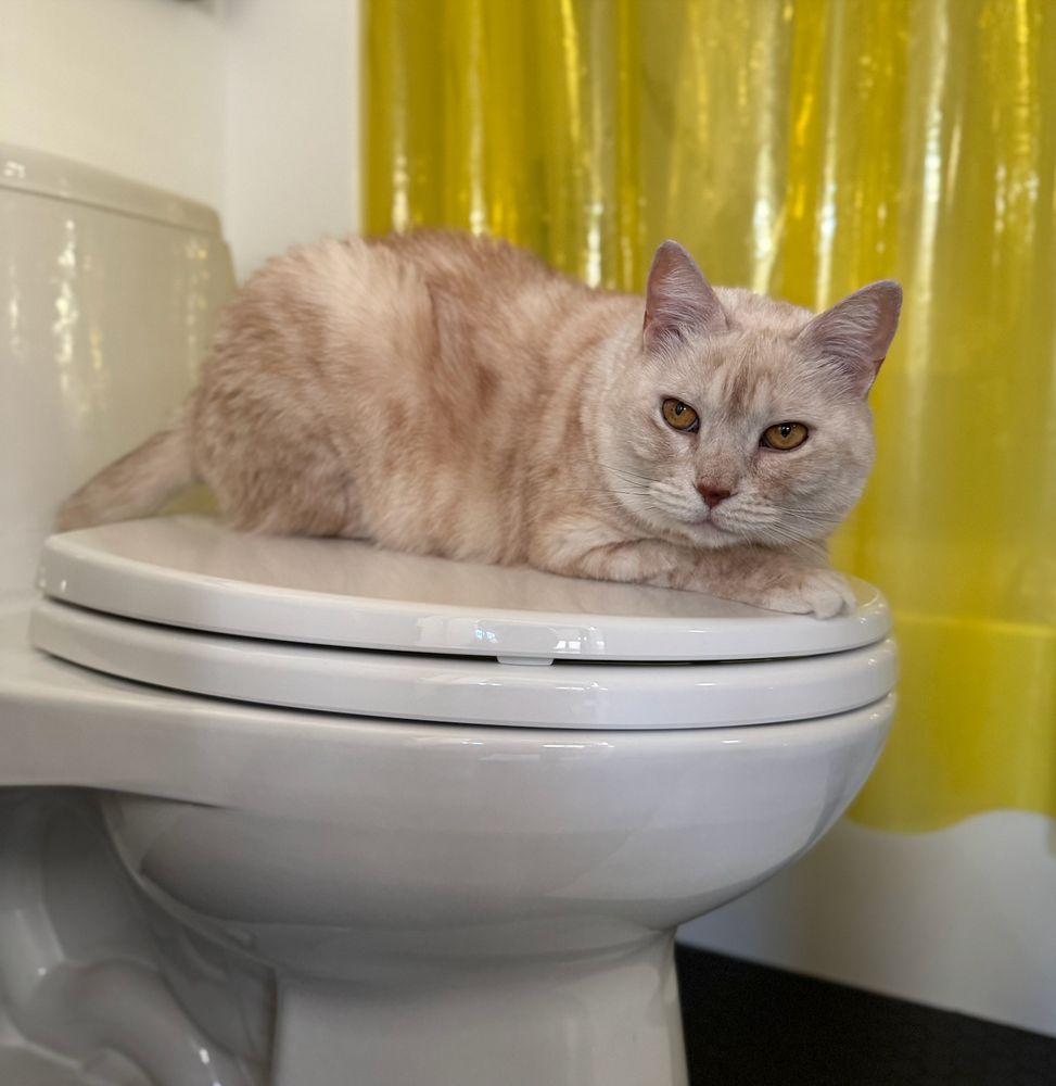 cream tabby cat sitting in partial meatloaf mode (rear legs tucked under her, front paws facing front, tail out), sitting on the closed lid of a white toilet. behind the toilet is a bath/shower with a bright yellow, transparent shower curtain
