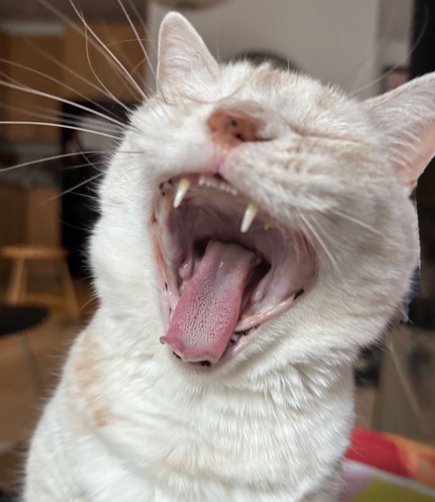 cream tabby cat, mid-yawn, with a great view of her top teeth (fierce canines, six teeny tiny top ones). many of the rest of her teeth have been removed.