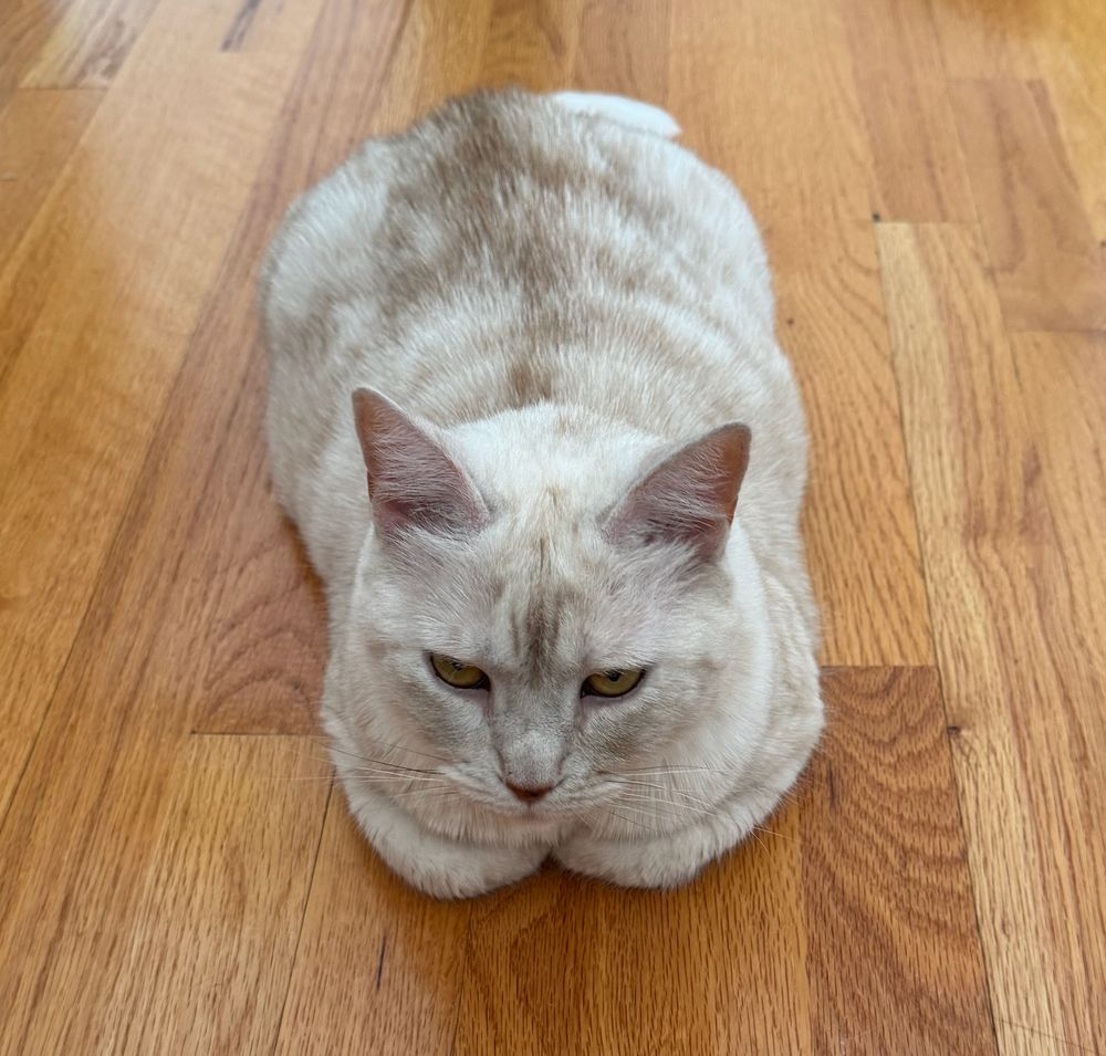a cream tabby cat, front and rear paws tucked under her, sits on an oak floor. (we refer to this position as 