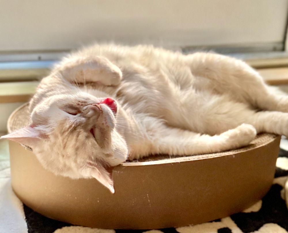 cream tabby cat lying on her back/side on an oval cardboard bed, eyes squinched up, mouth open (yeah, yawning)-- weather forecast is 95 degrees today