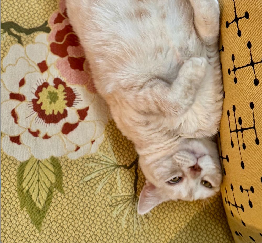 cream tabby cat lying on her back on cushions (one with a large magnolia sewn on it, the other with a geometric pattern), which are slanted enough that the blood is rushing to her head