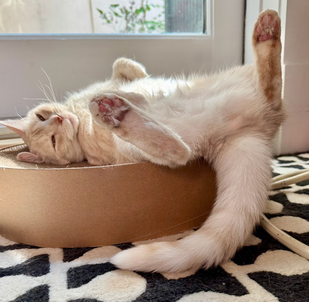 cream tabby cat lying on her back on her oval cardboard bed. in an uncomfortable-looking position where both her rear feet are elevated and turned out, with her tail touching the floor. it's pretty warm today, I assume she's airing her body out (but we have central AC, so we're fine)