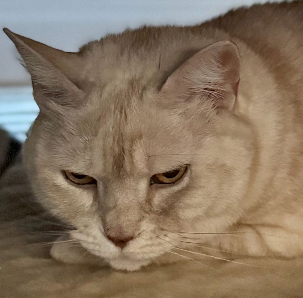 close up of the face of a cream tabby cat, high on gabapentin but majorly pissed off (and under the bed just out of reach because mum needs to put her in the carrier for the v-e-t)