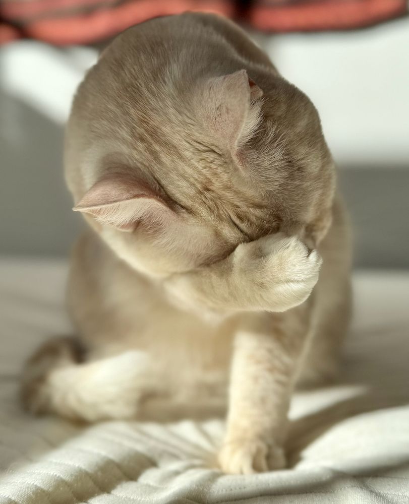cream tabby cat covering her face in shame