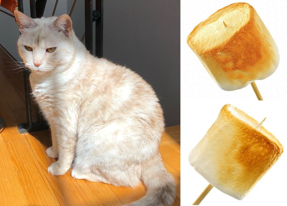 cream tabby cat, sitting in the sun. the color of her whiskers and coat looks v much like that of a toasted marshmallow (pictured on the right)