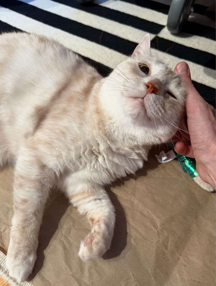 cream tabby lying on a piece of brown paper, being pet by the pet-sitter, looking miserable (ok, looking v happy)