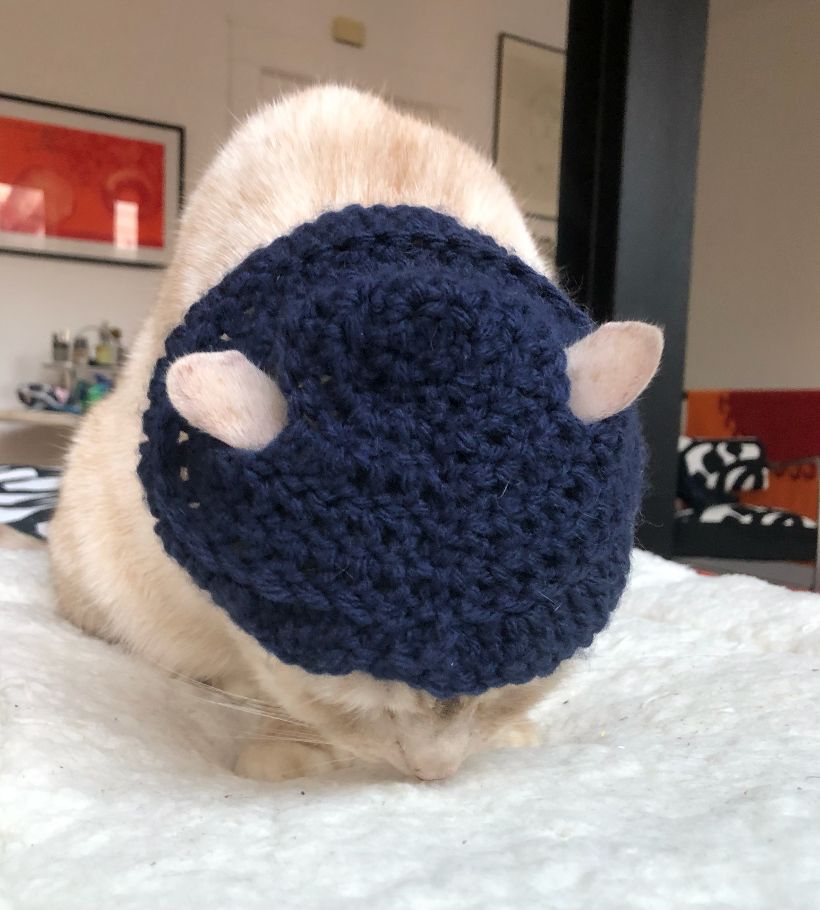 close up of the top of the head of a cream tabby cat wearing a navy blue crocheted hat with holes for her ears