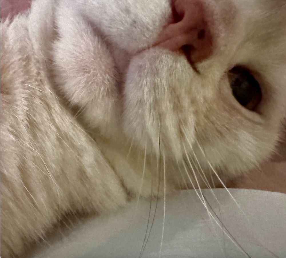 extreme close-up of a cream tabby cat's face, the first thing her mum saw when she opened her eyes