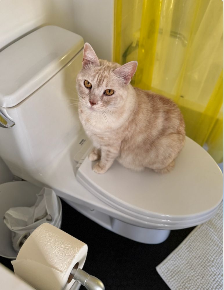 cream tabby cat sitting on the (closed) toilet seat, staring up at mum who is brushing her teeth out of frame