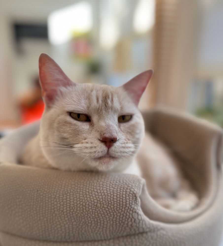 cream tabby cat, chin resting on her bed, gives the photographer side eye