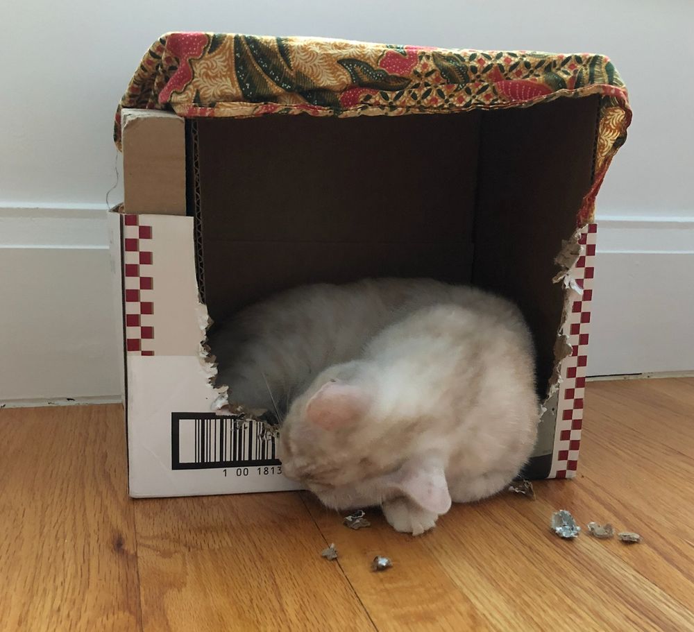 cream tabby inside a cardboard wine box, working on 'modifying' the opening to her liking (aka chewing it)