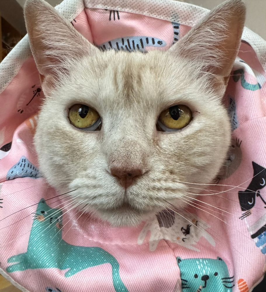a close up of the face of a cream tabby cat wearing a pink e-collar, looking sheepish. her whiskers can be clearly seen mostly white, a couple orange, a few black), but her self-inflicted wounds (scratches and scabs in both ears) cannot.