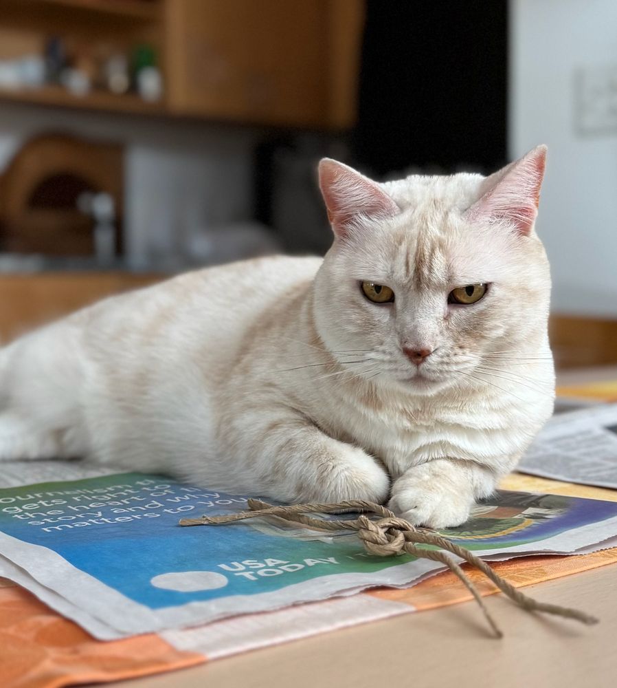cream tabby lying on a newspaper on a table, with her "new" unfancy toy in front of her (home-made toy is comprised of the paper-twine handles pulled off a paper bag, tied in a knot)