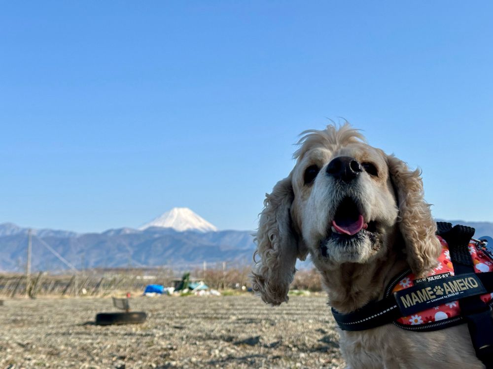 犬と富士山と青空。