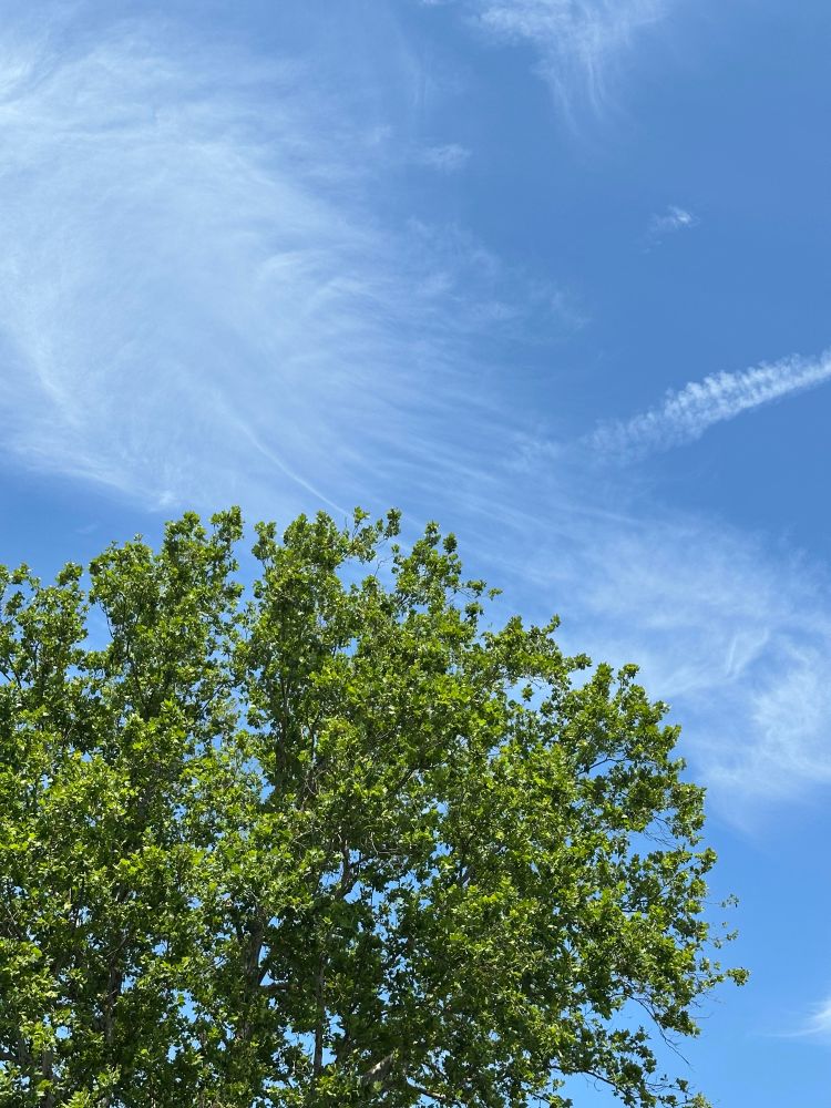 初夏、いつものBluesky