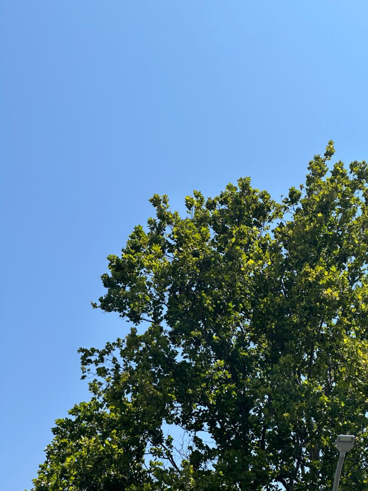 いつもの撮影場所の大体裏側からの木