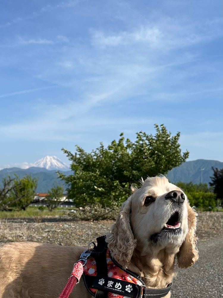 まめおじと富士山と青空