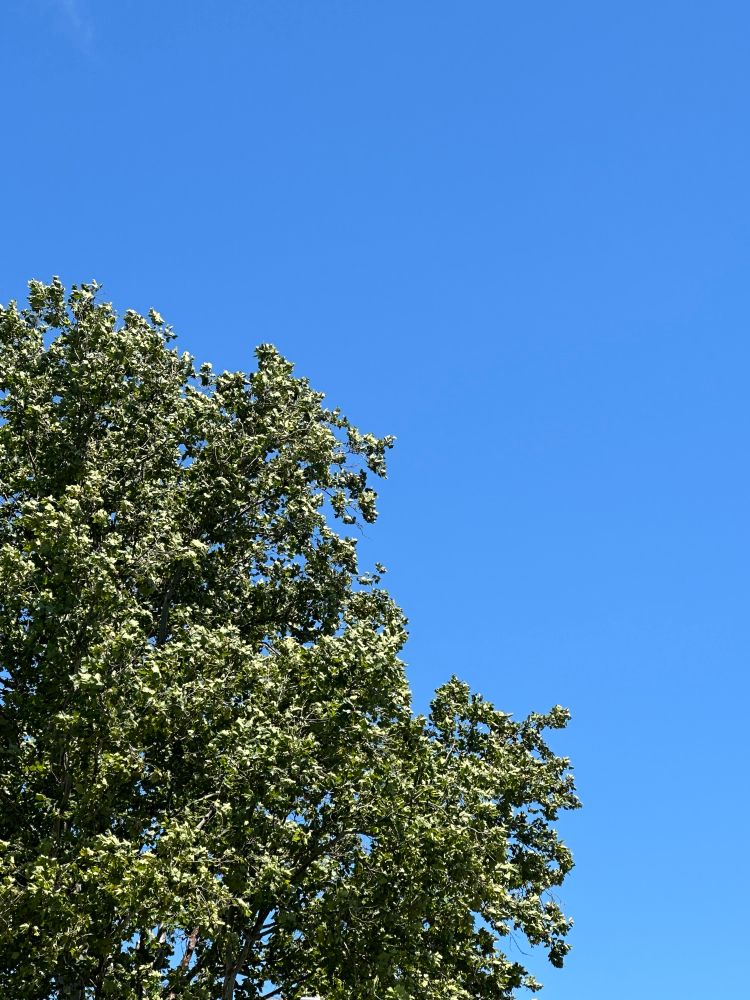 いつもの木と青い空。