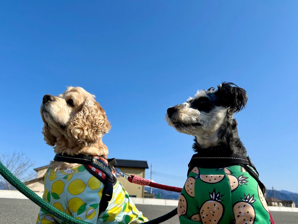 青空と2匹の犬の写真。左にまめおじ、右にそらくん。