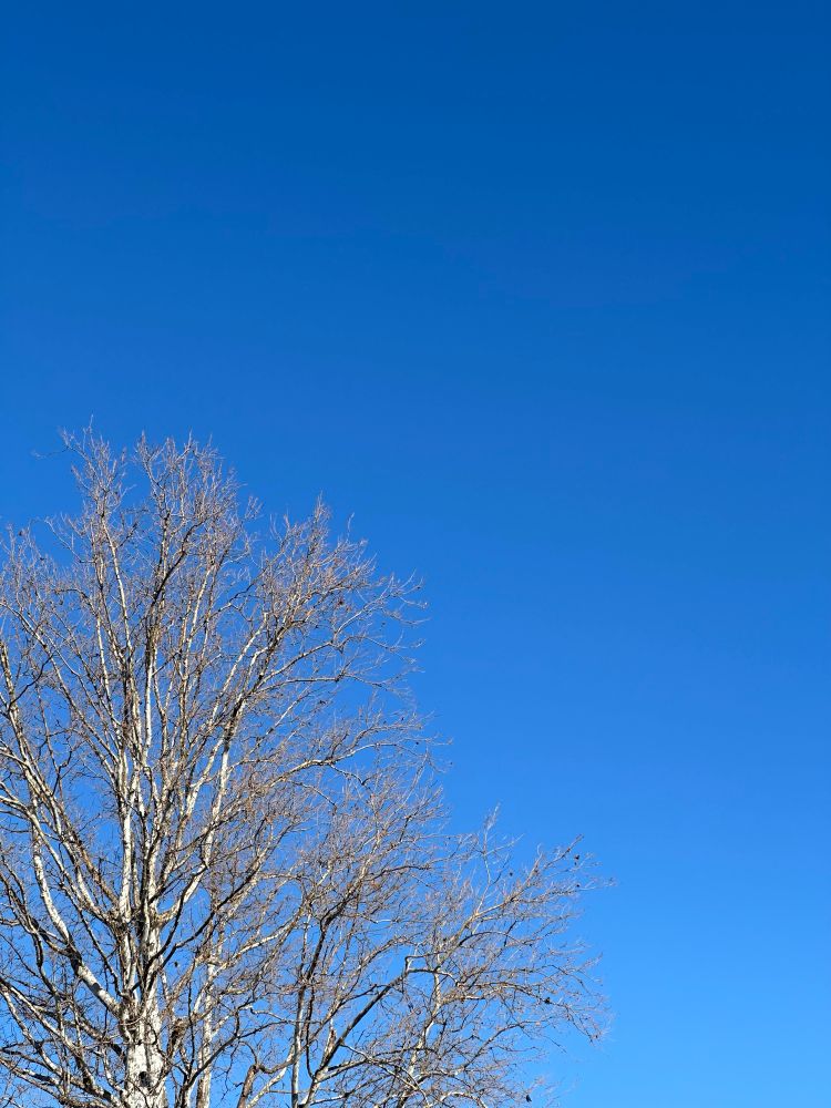 2025年初青空じゃ。年始にコロナ喰らって散々な年明けじゃったが今年もよろしくお願いいたしますのじゃ。