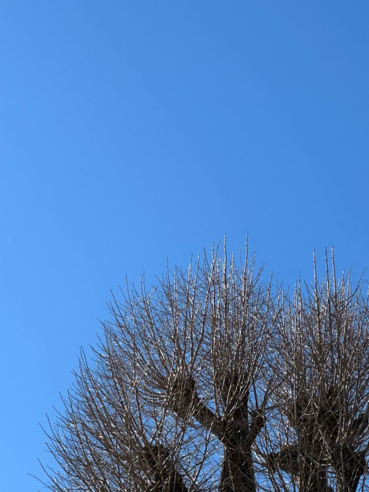 近所の御神木と青空。