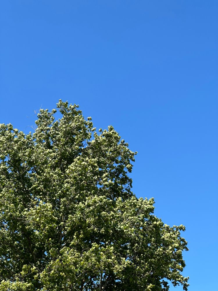 夏本番！油断すると1〜2ヶ月に1投稿になるBluesky…