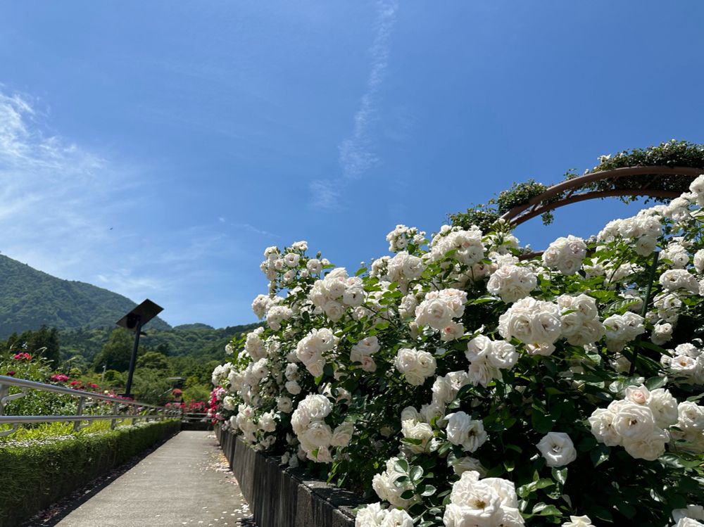 富士川クラフトパークの薔薇と青空。