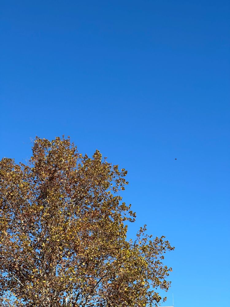 晩秋の青空