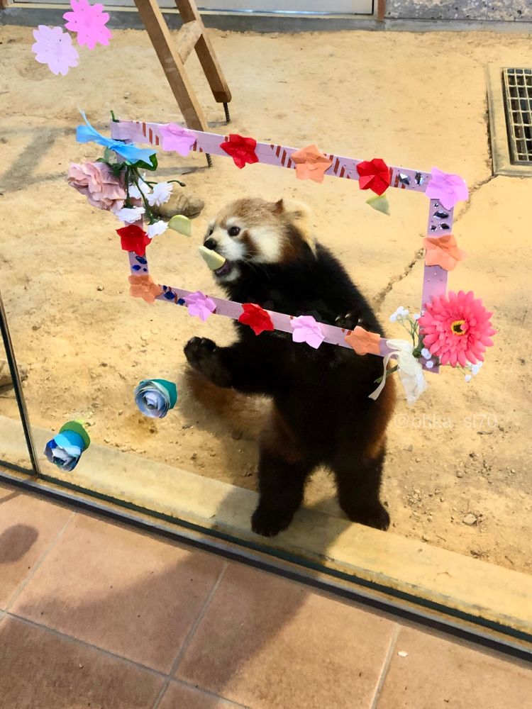 かわいいフレームとかわいいレイファちゃん