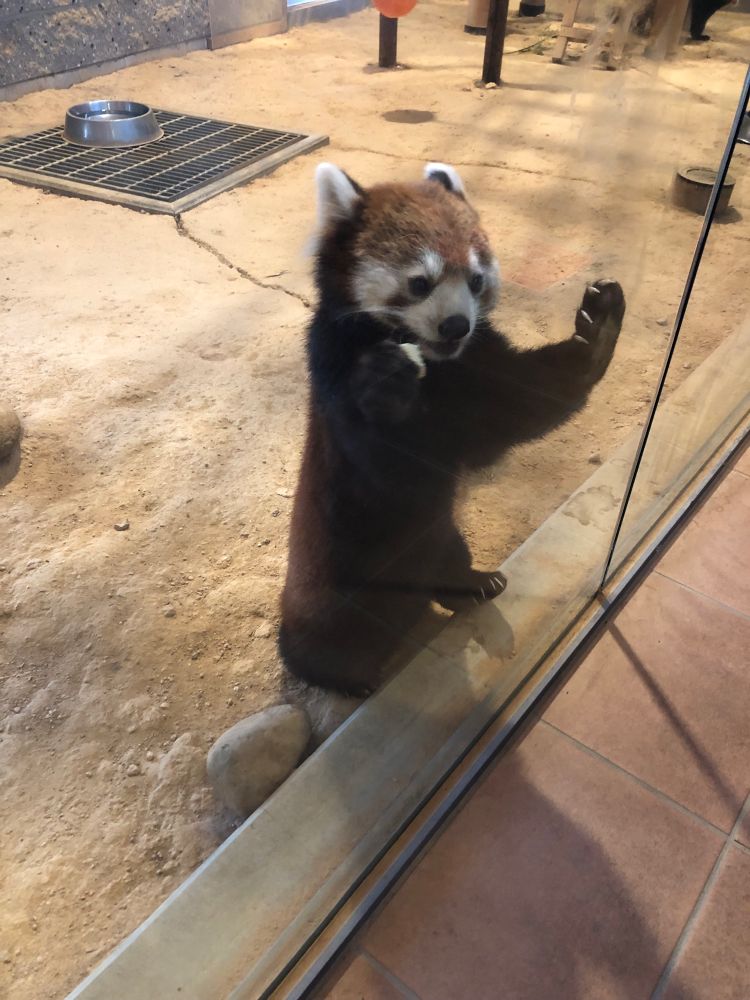 鯖江市西山動物園 レッサーパンダ かのこ りんごスライスを食べる