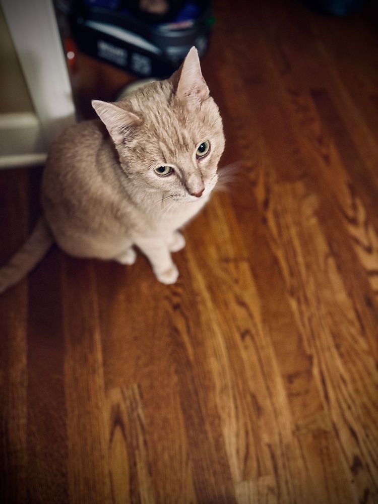 A glaring-eyed orange tabby sitting on a wooden floor. 