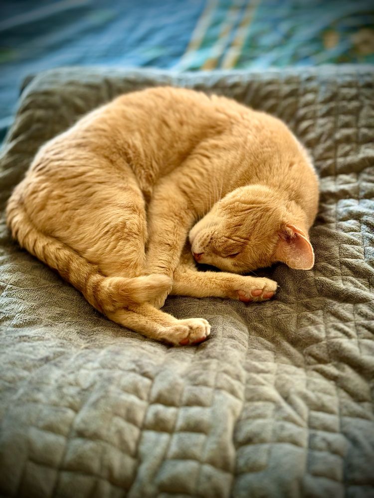 An orange cat curled up snoozing 