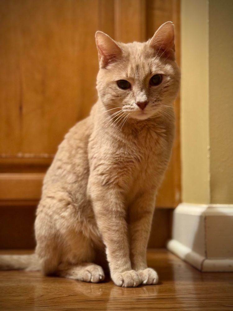 Close up of an orange kitty on a wooden floor. 