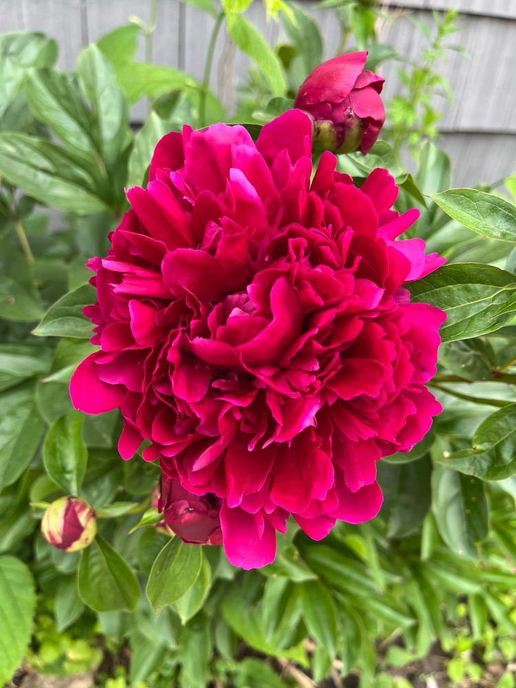 Full bloom of the magenta peony 