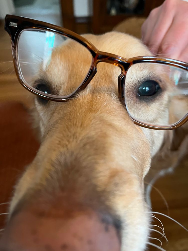 extreme close up of a yellow lab snout featuring a pair of reading glasses that were immediately removed after the picture please don’t worry 