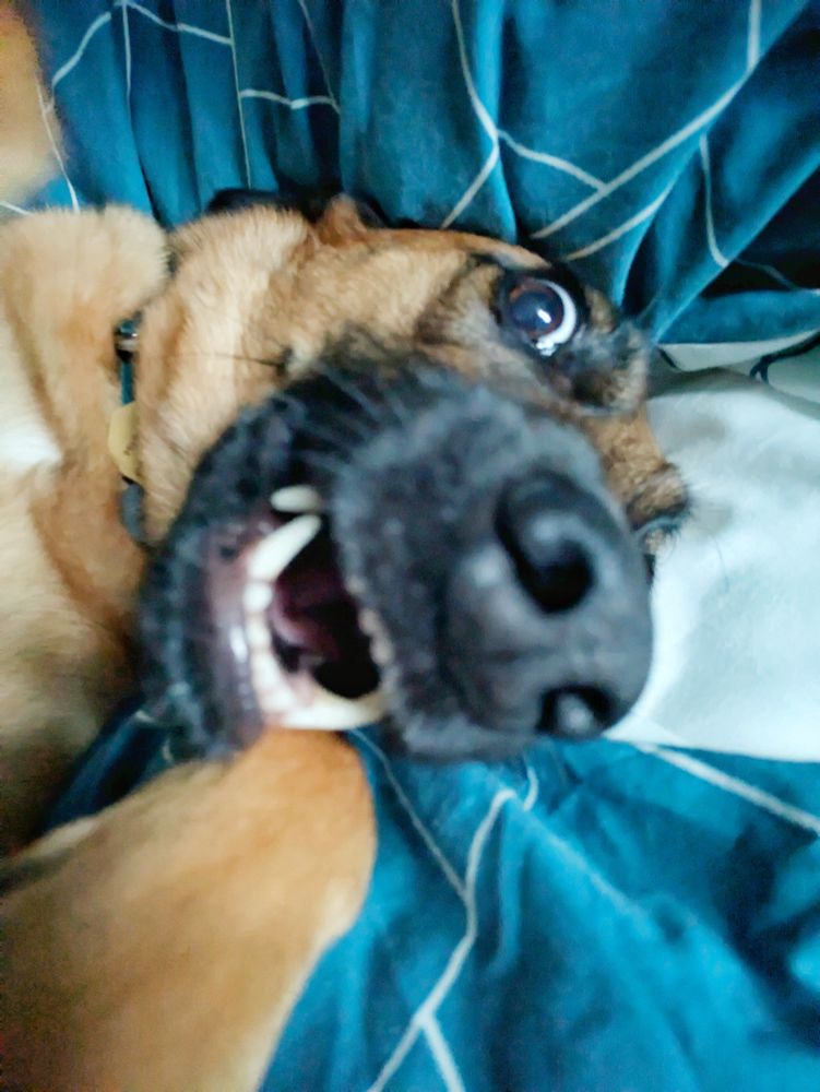 Close up photograph of the same dog looking like an absolute gremlin with her eyes and teeth open, laying on her back with her paws up. She'll lay like this for 5 mins before going absolutely bananas.