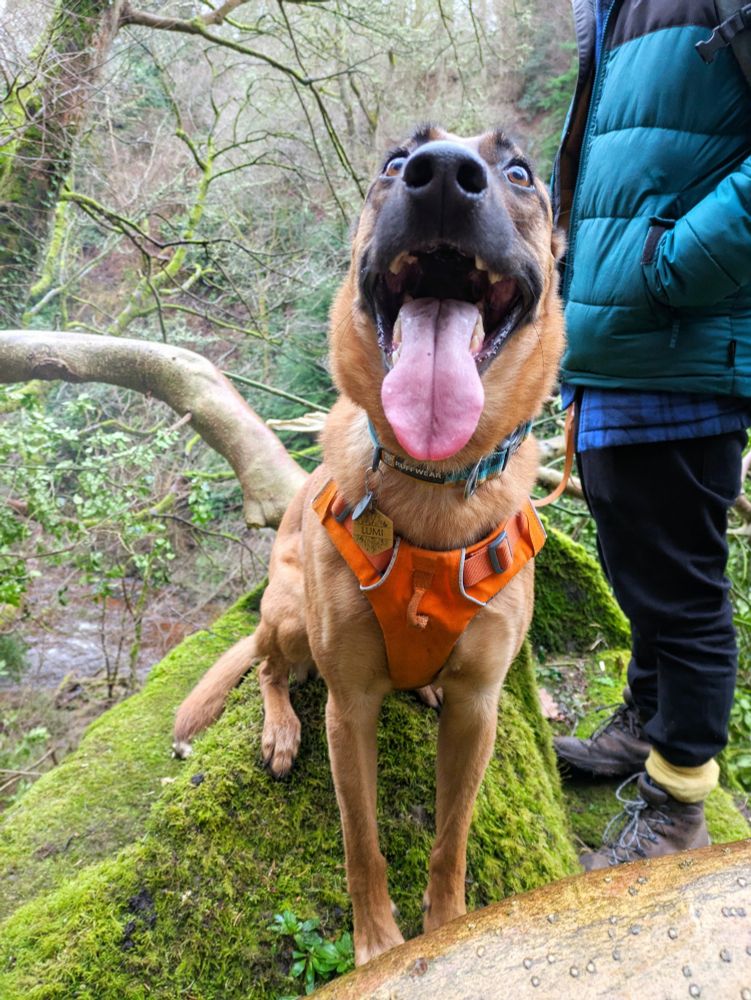 Photograph of Lumi, a Belgian Shepherd Cross dog, looking pleased with her mouth open on a mossy stone, standing next to @mattbeakes.bsky.social 