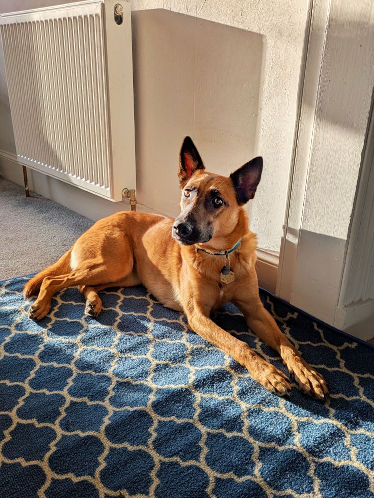 Picture of Lumi (aka Halloumi) to Belgian Shepherd cross looking noble and innocent, lying down on a carpet in a beam of sunshine.