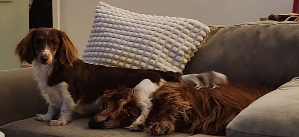 An OG dog trapped under his ear chewing puppy during rare moment where ear chewing was not a priority 