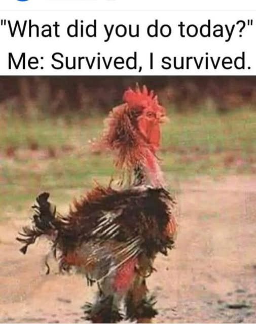 A scruffy but resilient chicken says they survived the day