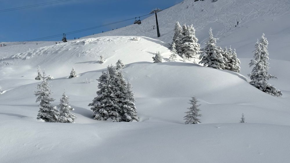 Naturbelassener Tannenbaum, schneebedeckt auf einem Berg bei Schruns (Montafon)