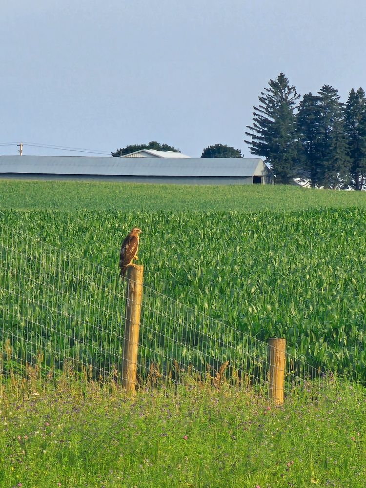 A young red-tailed hawk sitting atop a fence post, looking over green hay and corn fields 