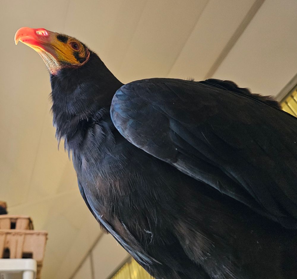 A lesser yellow-headed vulture from the side, looking upwards. His head is bright yellow and pink, with red eyes. and 