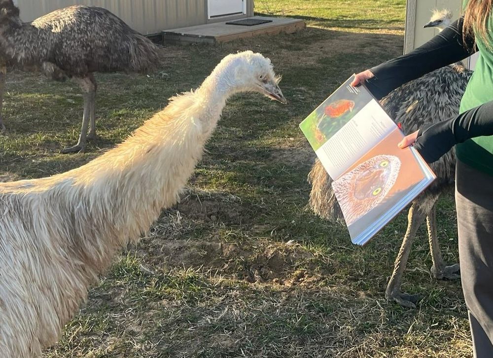 An emu staring intently at a photo book featuring birds, being held by a person