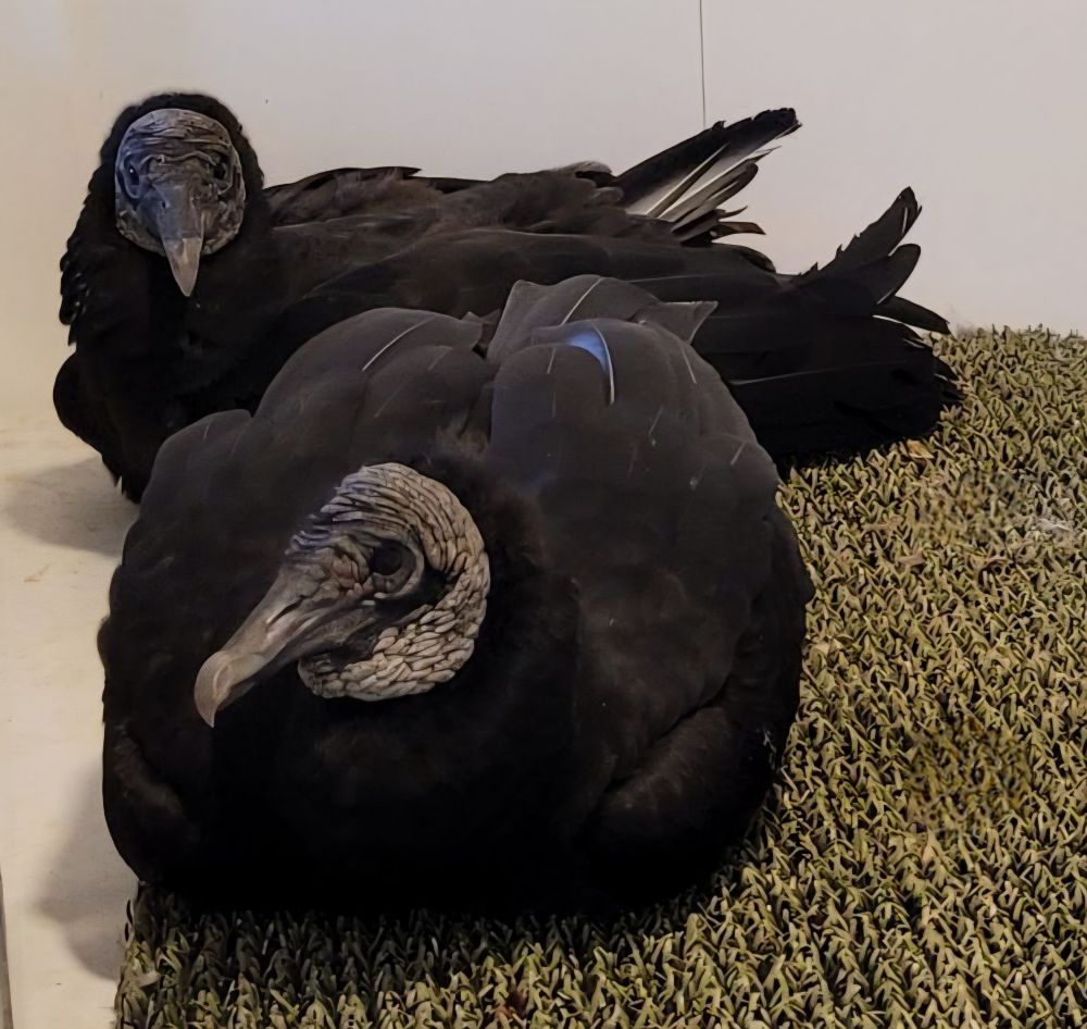Two American black vultures reclining flat on a piece of green turf, relaxed and content in 'boat' loaf mode.