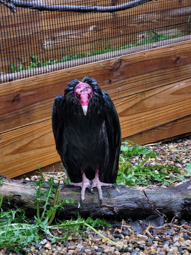 A wet turkey vulture, its head pulled into soggy neck feathers, sitting on a log