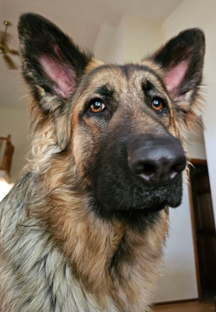 A close up of a young German shepherd, her nose distorted to be extra large because of the camera angle