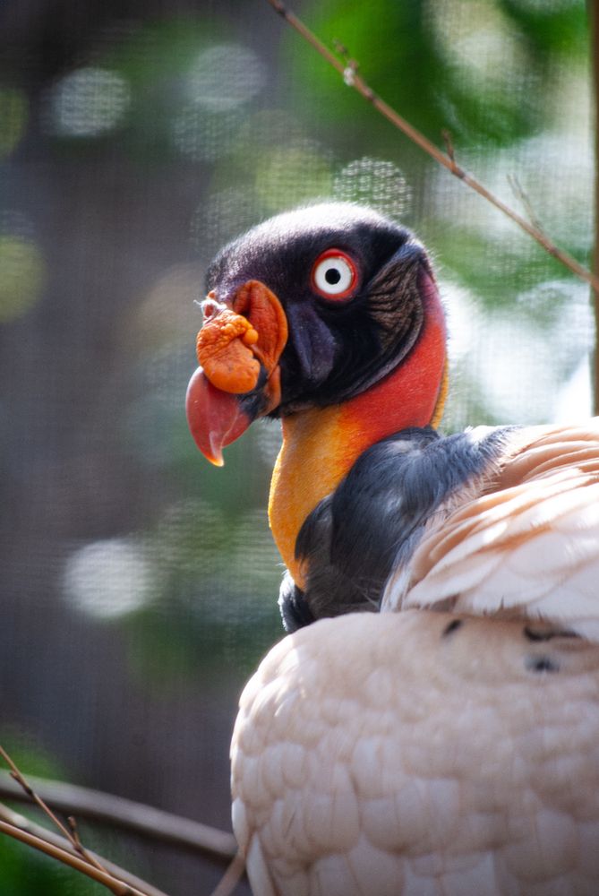 a photo portrait of a king vulture in front of a blurred grey and green background